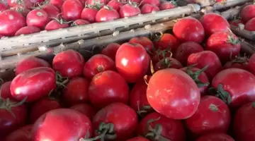 أسعار الخضروات والفاكهة في سوق العبور اليوم السبت.. تراجع الطماطم